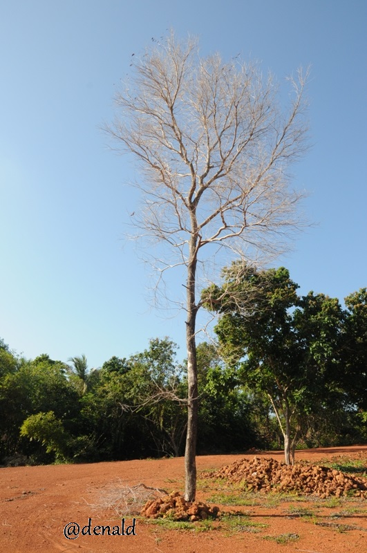 Pohon Ranting berdiri kokok diatas tanah kering