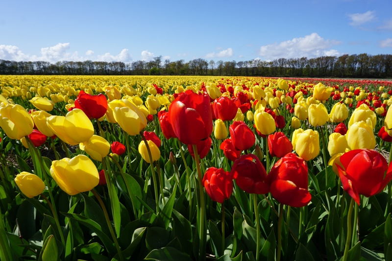 Taun depan kami akan mengunjungi kalian kembali wahai tulip-tulip yang indah