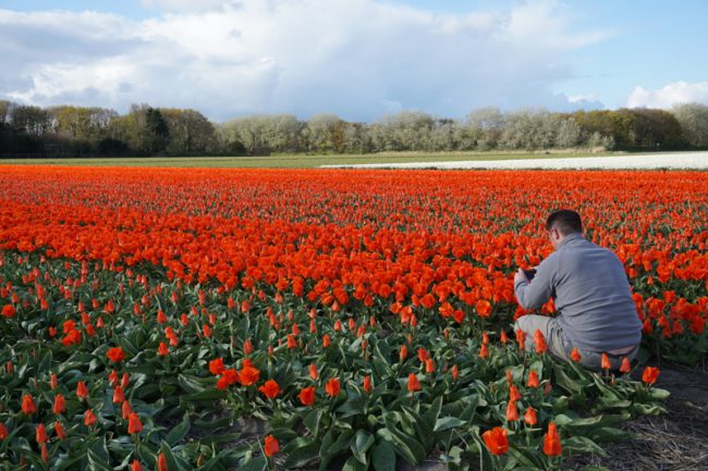 Menikmati tulip melalui lensa kamera