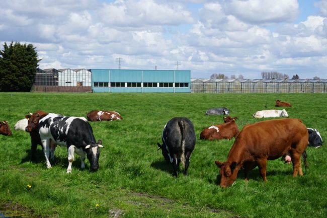 Sapi sedang merumput