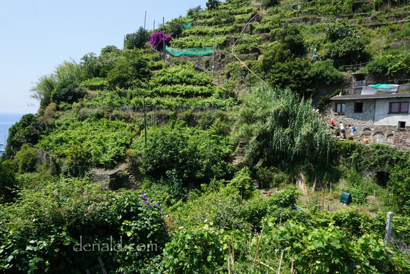 Lebaran petakilan diantara kebun anggur di atas gunung