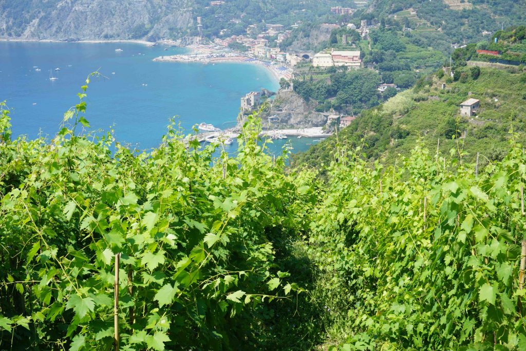 Monterosso dilihat dari kebun anggur