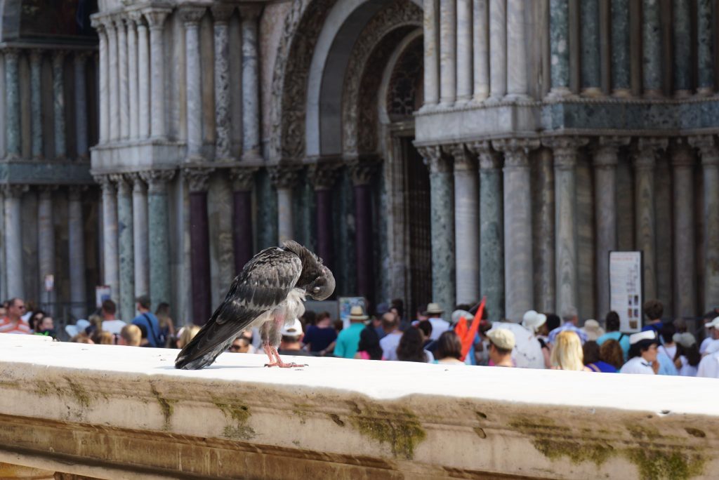 Venezia. Yang di depan itu antrian masuk ke St. Mark's Basilica