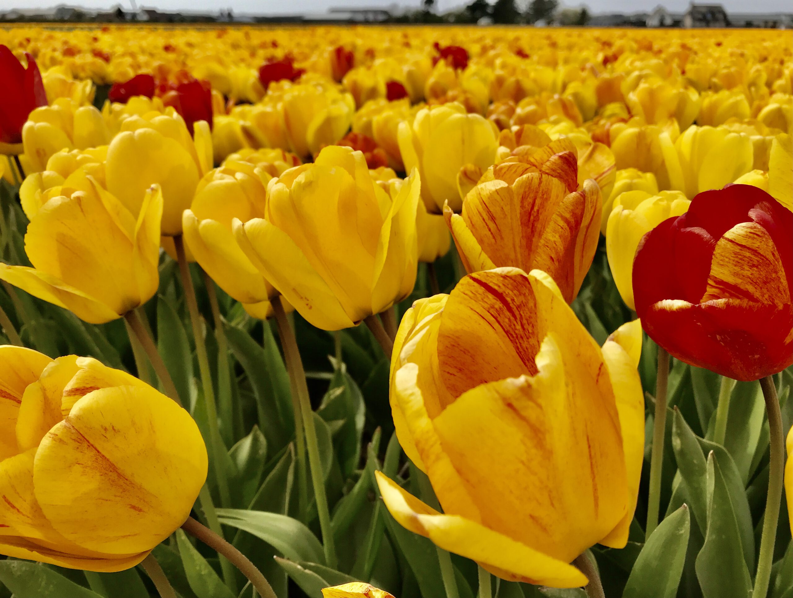 Ladang Tulip di Noordwijk