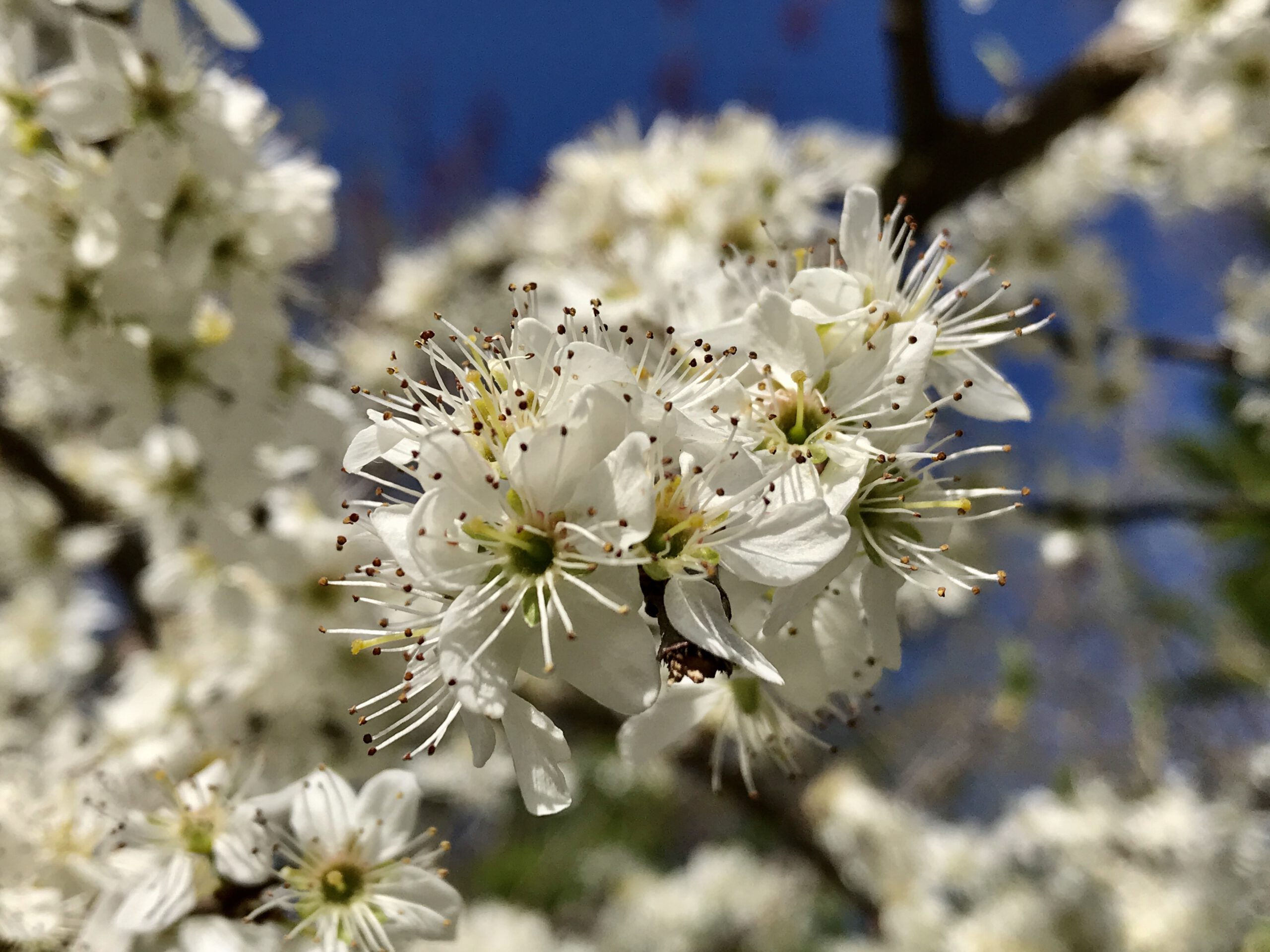 Musim semi, bunag - bunga cantik mulai bermekaran