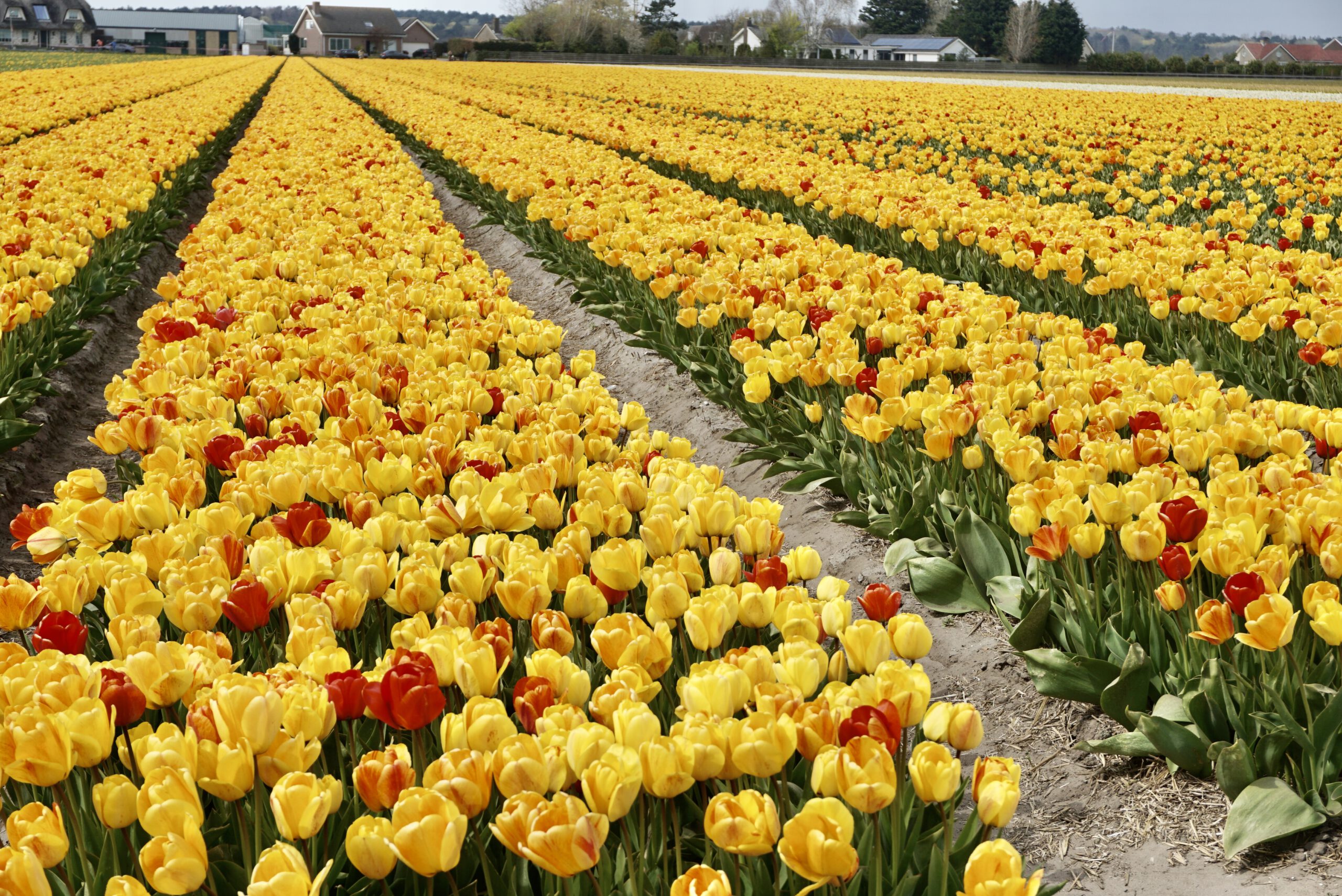 Ladang Tulip di Lisse