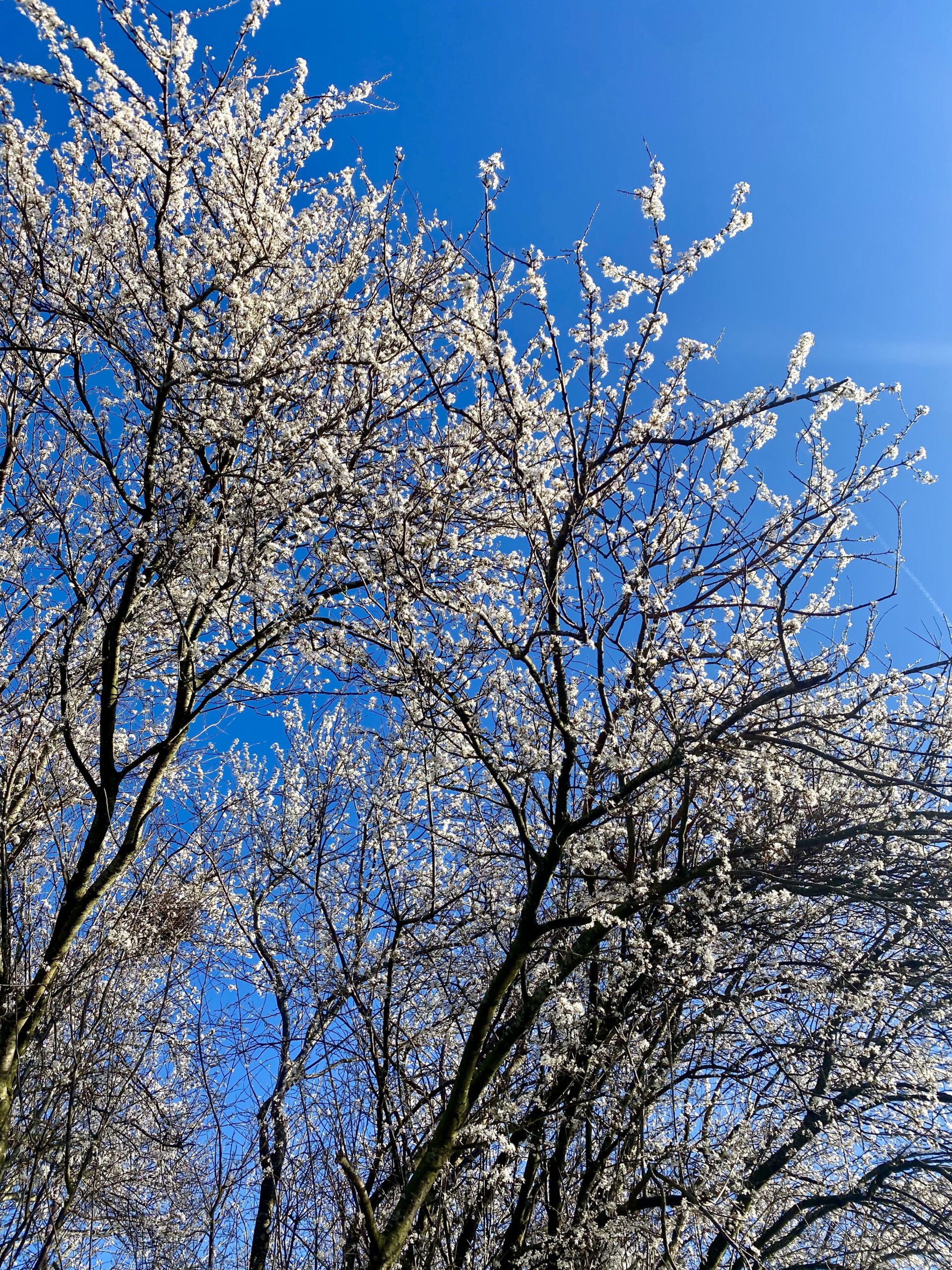 Mulai musim semi di Belanda meski dinginnya ga karuan