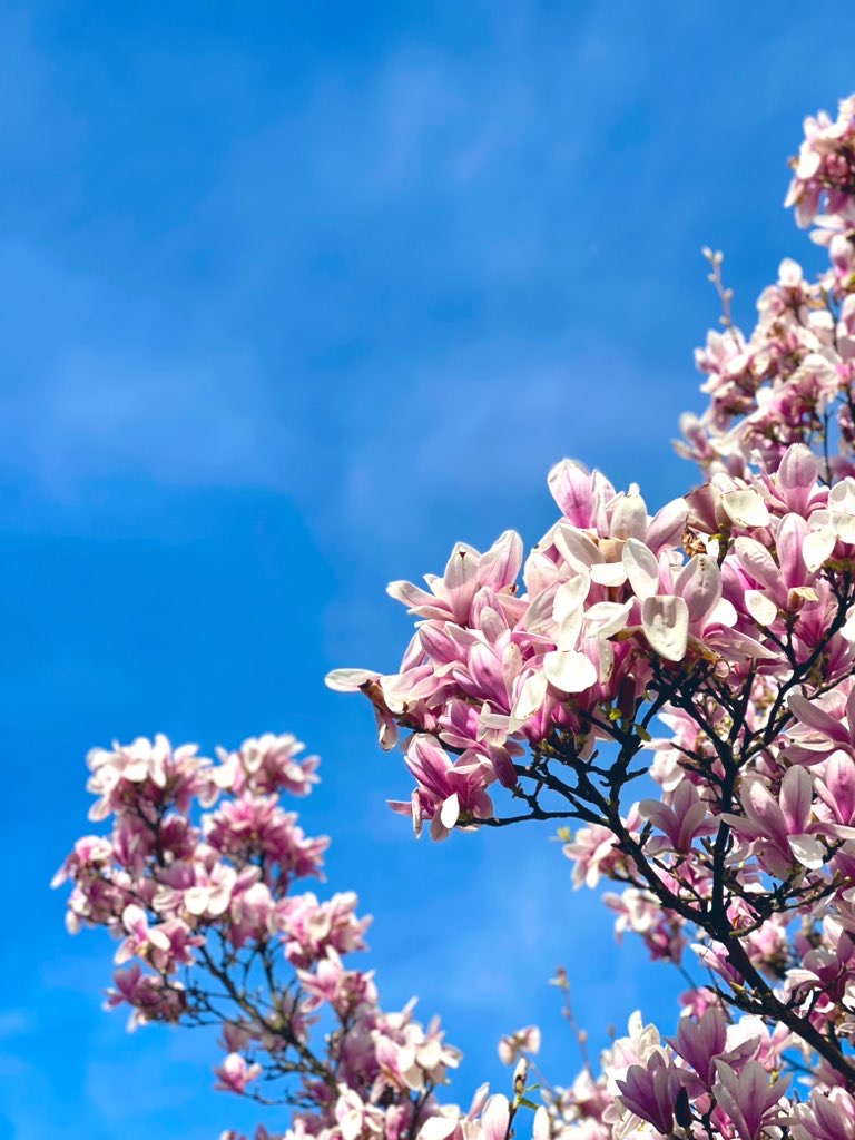 Musim Semi Tlah Tiba