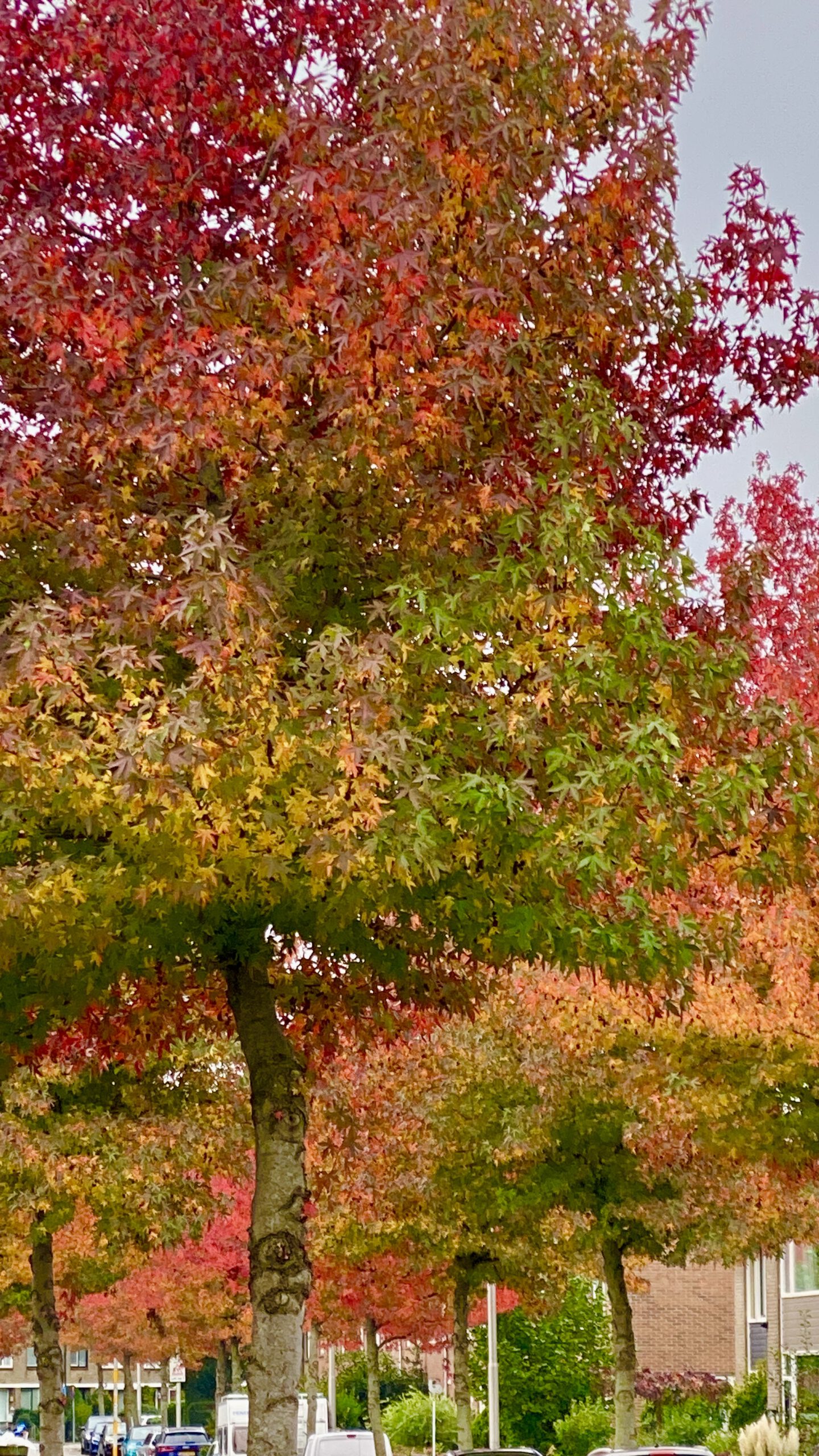 Warna warni musim gugur