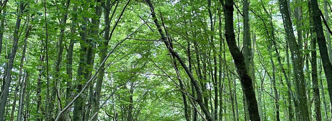 Soderasen National Park, Swedia.