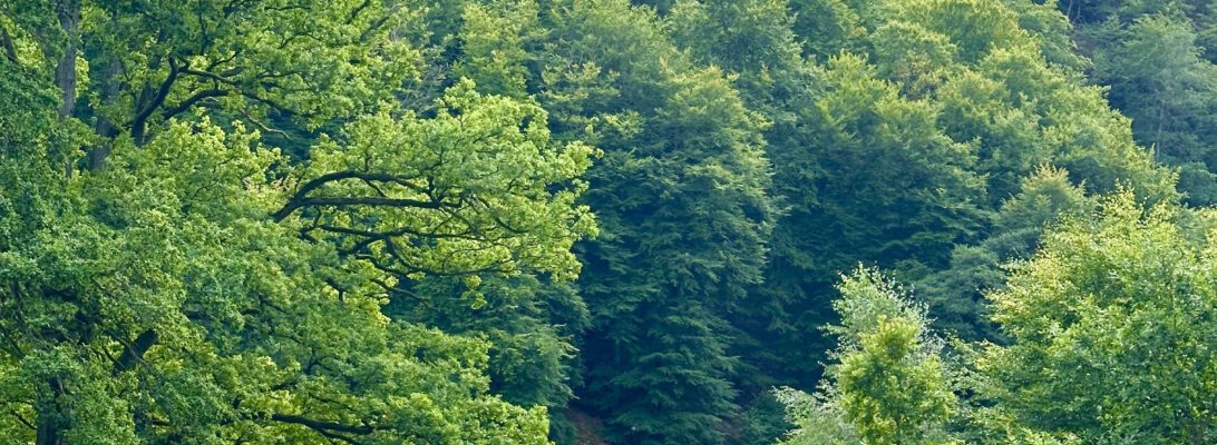 Söderäsen National Park